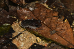 Leptobrachium hendricksoni