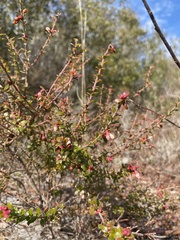 Vaccinium myrsinites