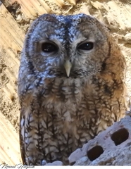 Strix mauritanica
