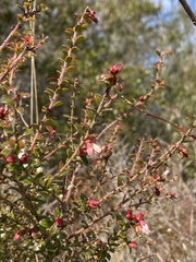 Vaccinium myrsinites