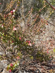 Vaccinium myrsinites