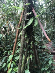 Socratea exorrhiza