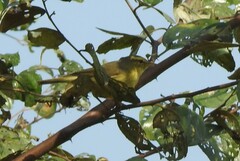 Phylloscopus affinis