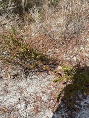 Vaccinium myrsinites