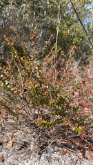 Vaccinium myrsinites