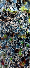 Peltigera praetextata