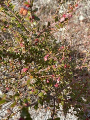 Vaccinium myrsinites