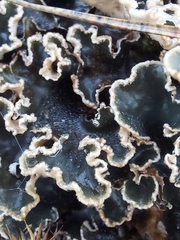 Peltigera praetextata