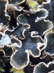 Peltigera praetextata