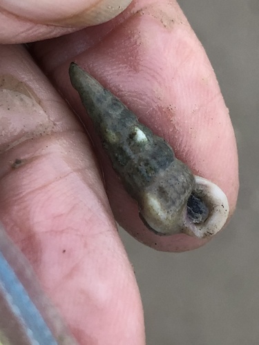 Cerithidea pliculosa, 2023-01-20