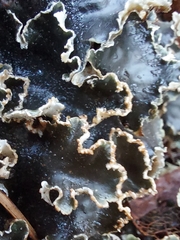 Peltigera praetextata