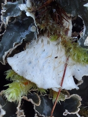 Peltigera praetextata