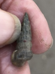 Cerithideopsis scalariformis
