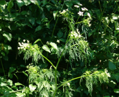 Chaerophyllum
