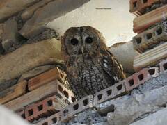 Strix mauritanica