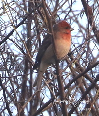 Carpodacus erythrinus