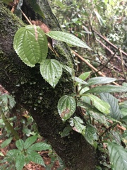 Miconia serpens