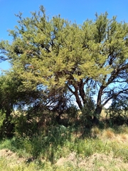 Prosopis caldenia