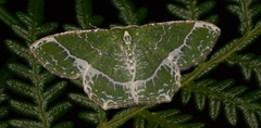Eucyclodes insperata