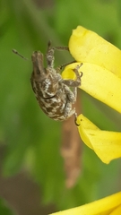 Cyphocleonus dealbatus
