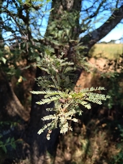 Prosopis caldenia