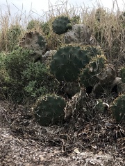 Opuntia alta