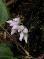 Monolena primuliflora