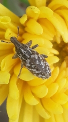 Cyphocleonus dealbatus