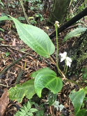 Monolena primuliflora