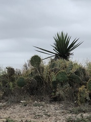Yucca treculiana