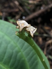 Monolena primuliflora
