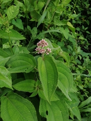 Miconia subcrustulata