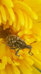 Cyphocleonus dealbatus