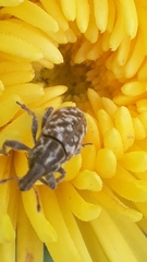 Cyphocleonus dealbatus