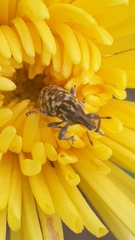 Cyphocleonus dealbatus