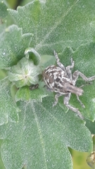 Cyphocleonus dealbatus