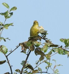Phylloscopus affinis