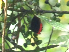Biblis hyperia