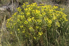 Euphorbia esula