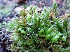 Mnium hornum
