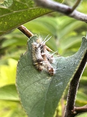 Halysidota cinctipes