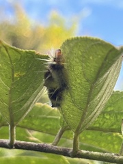 Halysidota cinctipes
