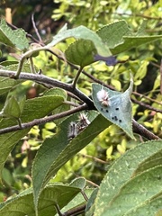 Halysidota cinctipes
