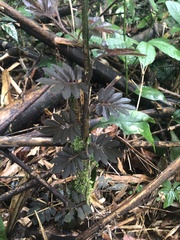 Solanum uleanum