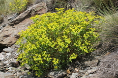 Euphorbia esula