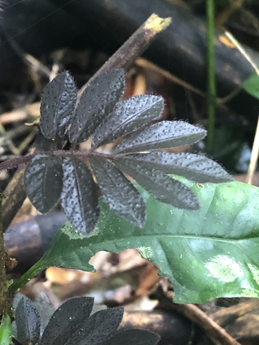 Solanum uleanum, photograph 1