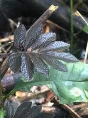 Solanum uleanum