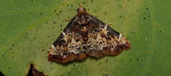Corgatha sideropasta