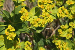 Euphorbia esula