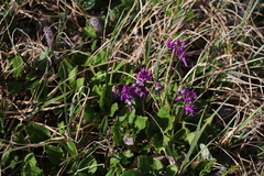 Primula frigida